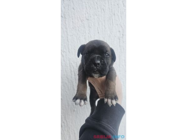 Cane Corso &scaron;tenci 