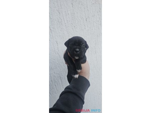 Cane Corso &scaron;tenci 