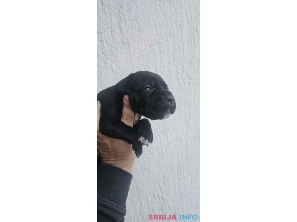 Cane Corso &scaron;tenci 