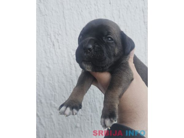 Cane Corso &scaron;tenci 