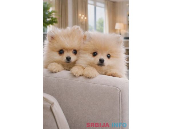 Pomeranac BOO &scaron;tenci