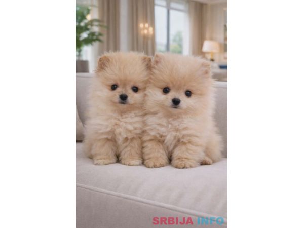 Pomeranac BOO &scaron;tenci