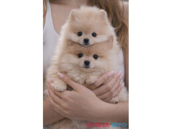 Pomeranac BOO &scaron;tenci