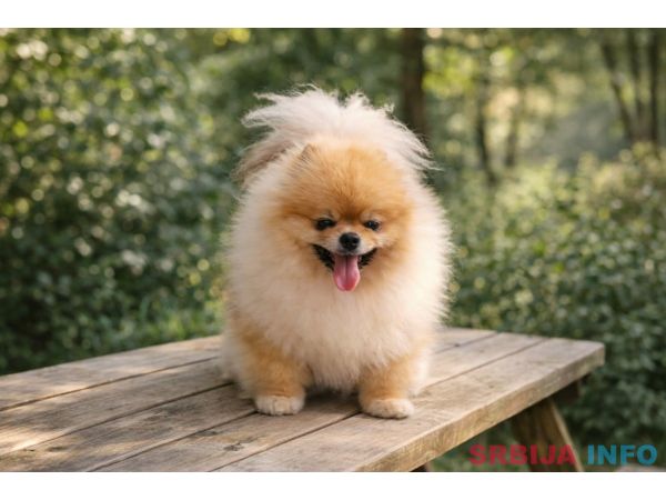 Pomeranac BOO &scaron;tenci