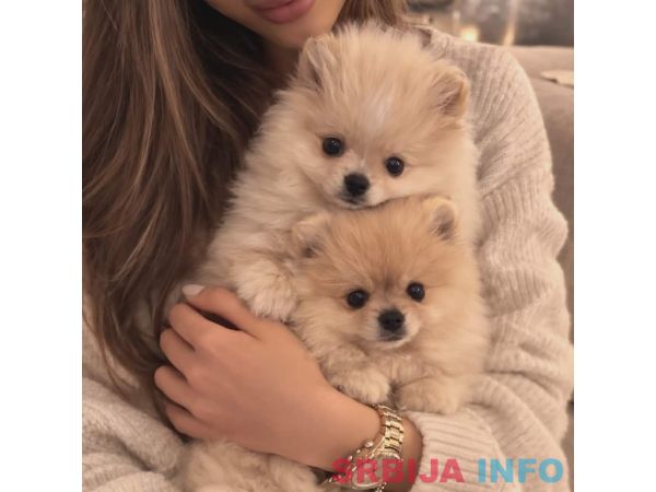 Pomeranac BOO &scaron;tenci