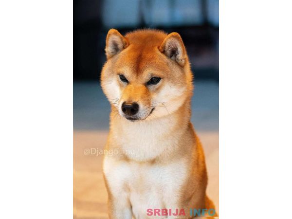 &Scaron;iba Inu &scaron;tenci