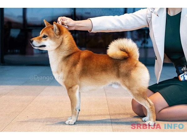 &Scaron;iba Inu &scaron;tenci