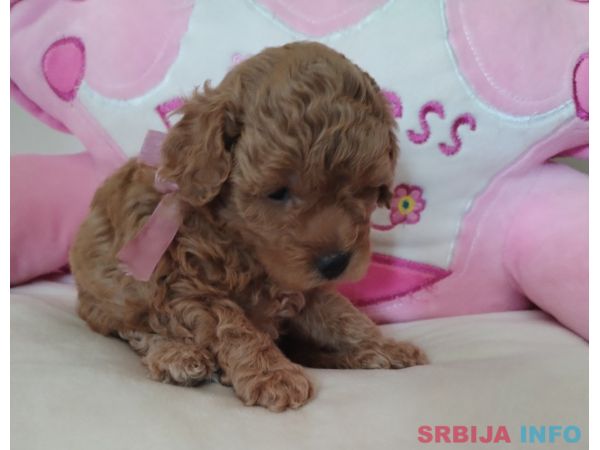 Toy Pudle prelepi stenci