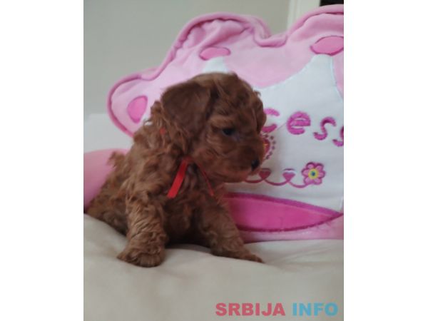 Toy Pudle prelepi stenci