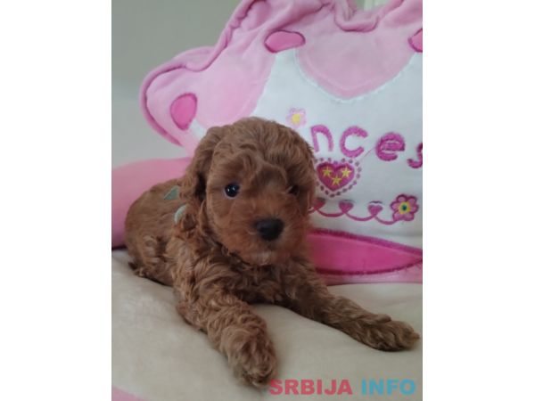 Toy Pudle prelepi stenci