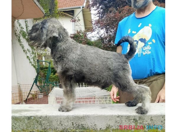 Štenci patuljastih šnaucera