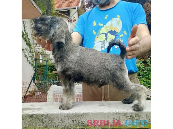 &Scaron;tenci patuljastih &scaron;naucera