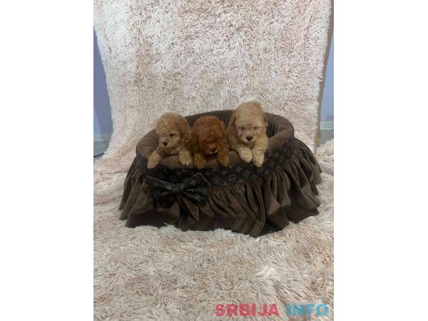 Toy pudle ekstra malog rasta 
