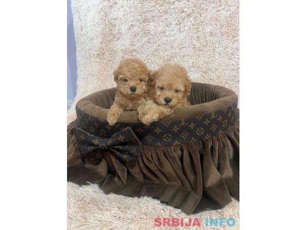 Toy pudle ekstra malog rasta 