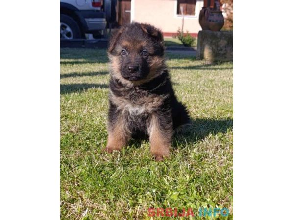 Nemački Ovčar prelepi štenci