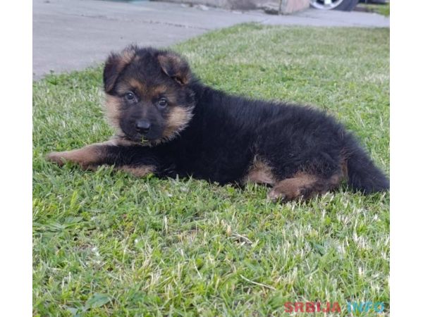 Nemački Ovčar prelepi &scaron;tenci