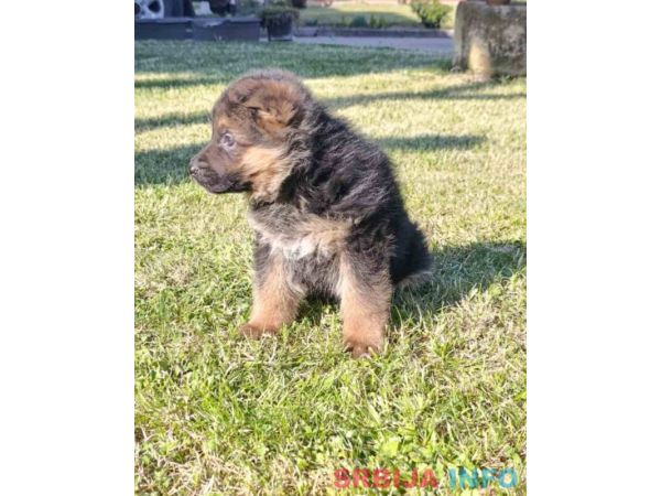 Nemački Ovčar prelepi &scaron;tenci