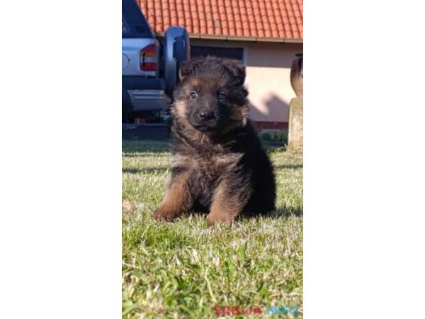 Nemački Ovčar prelepi &scaron;tenci