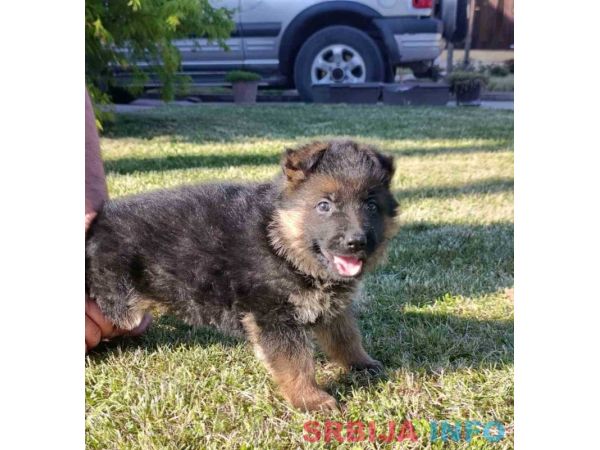 Nemački Ovčar prelepi &scaron;tenci