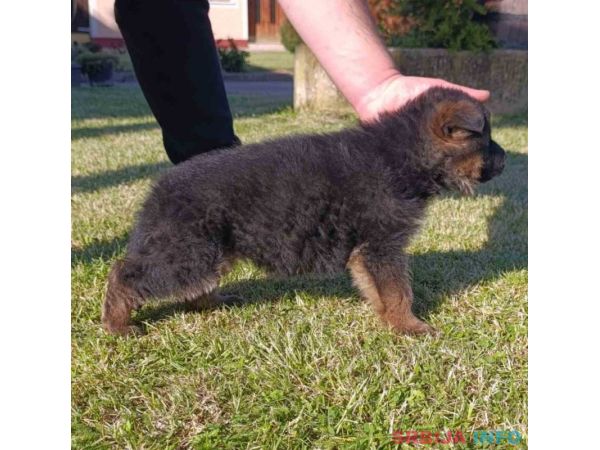 Nemački Ovčar prelepi &scaron;tenci