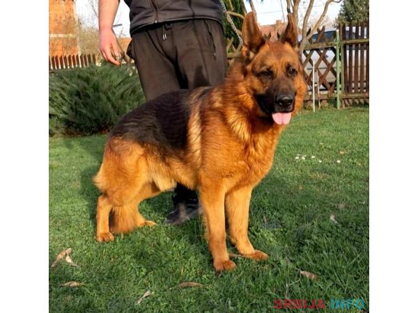 Nemački Ovčar prelepi &scaron;tenci