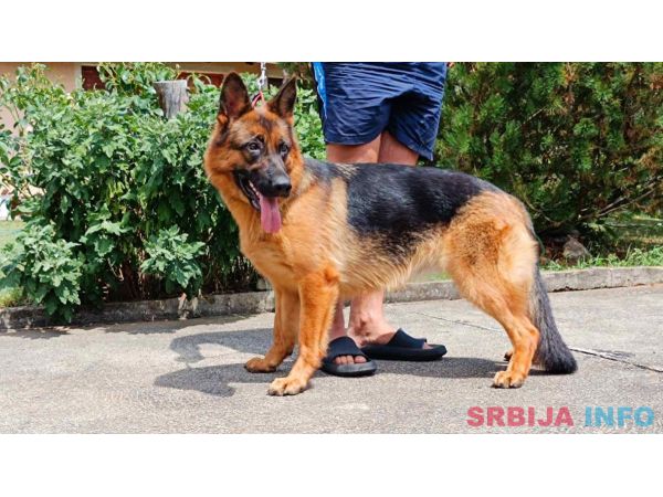 Nemački Ovčar prelepi &scaron;tenci