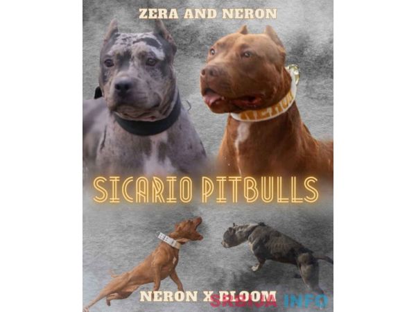 American pitbull terier 