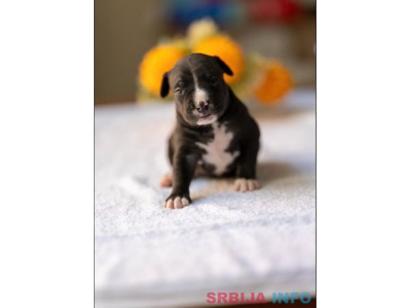 American pitbull terier 