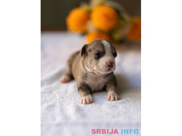American pitbull terier 