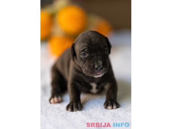 American pitbull terier 