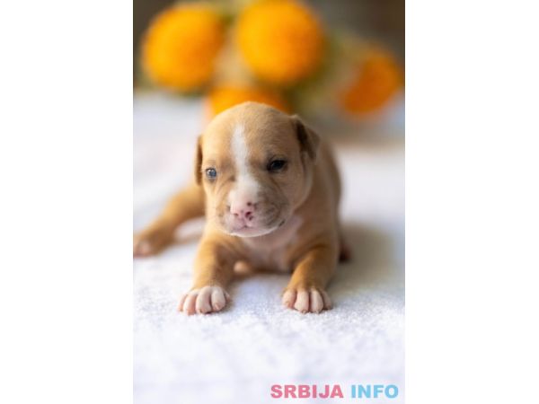 American pitbull terier 