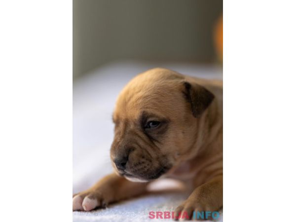 American pitbull terier 