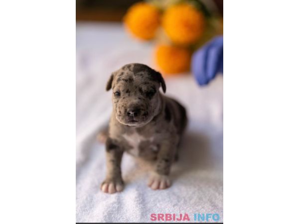 American pitbull terier 