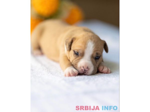 American pitbull terier 