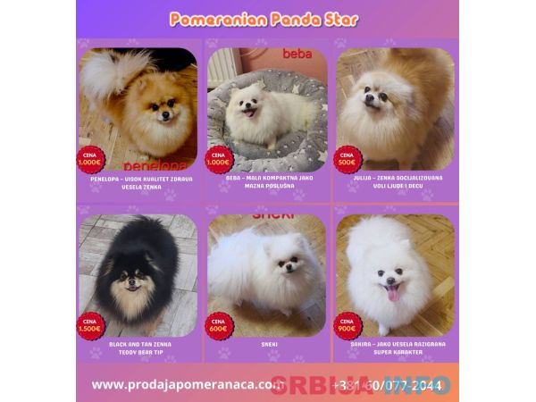 Pomeranac odgajivačnica na prodaju