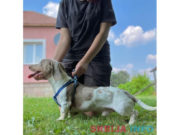 &Scaron;tenci JAZAVIČARA