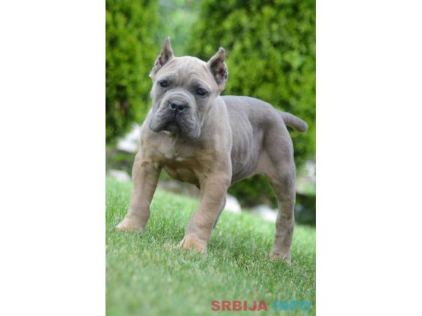 Cane Corso, &scaron;tenci vrhunskog kvaliteta