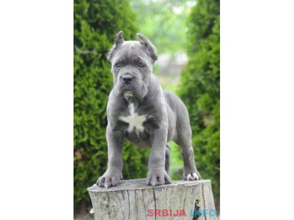 Cane Corso, &scaron;tenci vrhunskog kvaliteta