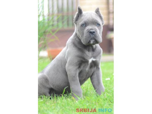 Cane Corso, &scaron;tenci vrhunskog kvaliteta