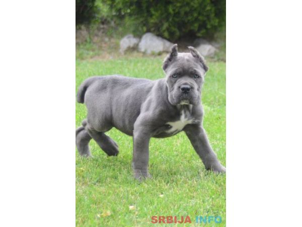 Cane Corso, &scaron;tenci vrhunskog kvaliteta