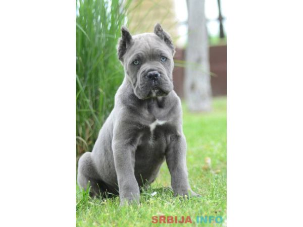 Cane Corso, &scaron;tenci vrhunskog kvaliteta