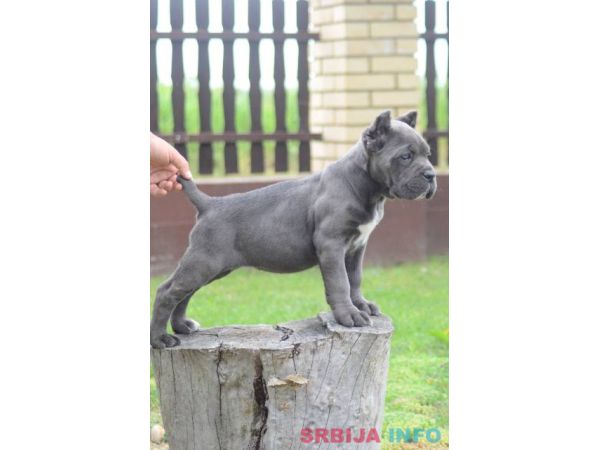Cane Corso, &scaron;tenci vrhunskog kvaliteta