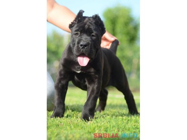Cane Corso, &scaron;tenci vrhunskog kvaliteta