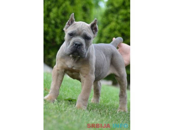 Cane Corso, &scaron;tenci vrhunskog kvaliteta