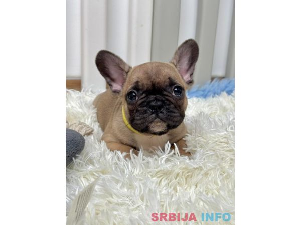 Francuski Buldog štenci