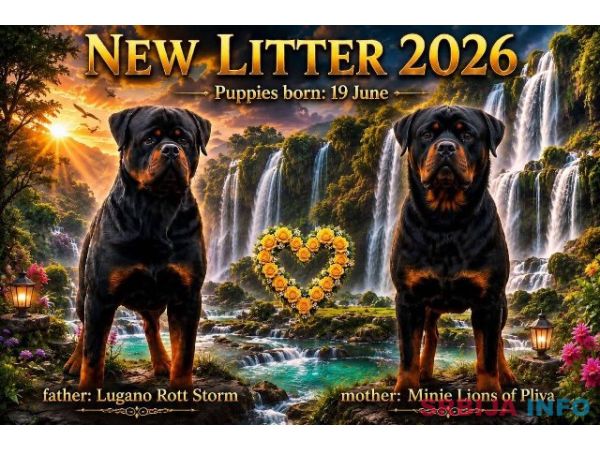 Rotvajler (Rottweiler) &scaron;tenci