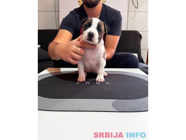 Američki Stafordski Terijer, &scaron;tenci vrhunskog porekla 