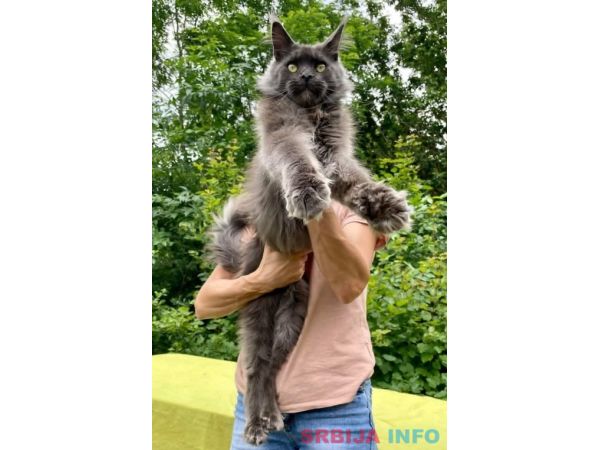 Maine Coon mačići