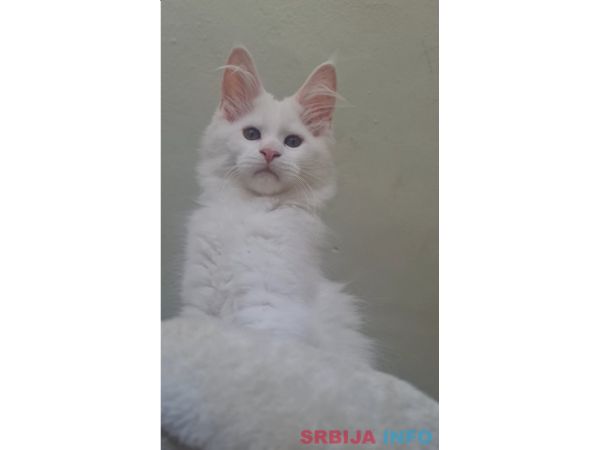 Maine Coon mačići