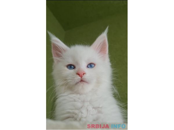 Maine Coon mačići